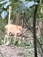 Odocoileus virginianus