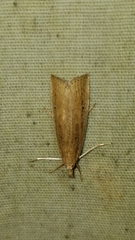 Thopeutis forbesellus