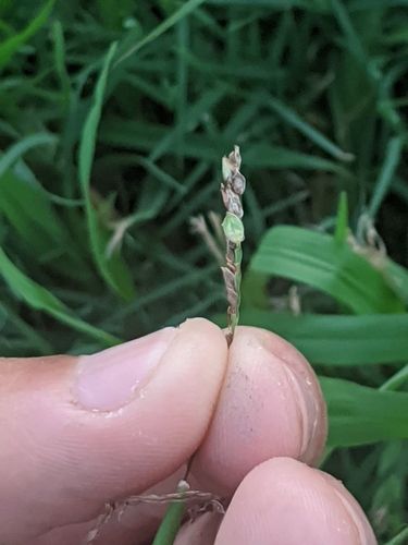 Representative image of Anthracocystis