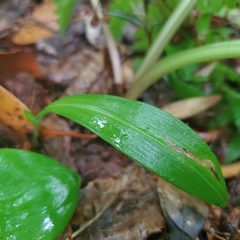 Platanthera clavellata