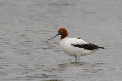 Red-Necked Avocet photo 4