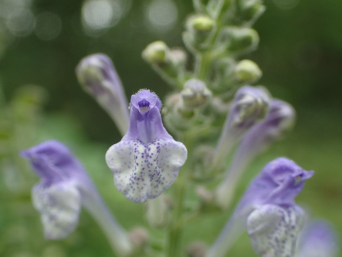 Scutellaria