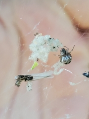 Metepeira labyrinthea