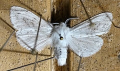 Spilosoma dubia
