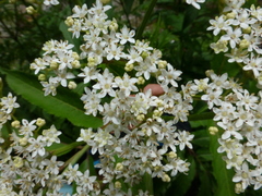 Sambucus adnata