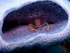 Thaumastocaris streptopus