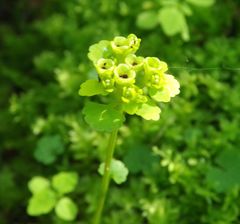 Chrysosplenium serreanum