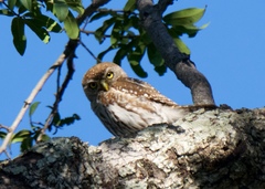 Glaucidium perlatum