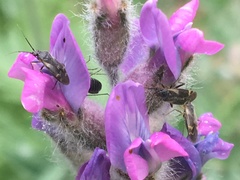 Plagiognathus obscurus