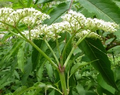 Sambucus adnata
