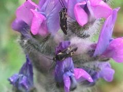 Plagiognathus obscurus