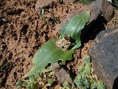 Daubenya marginata