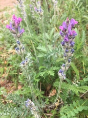 Plagiognathus obscurus