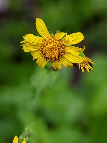 broadleaf arnica (Arnica latifolia)