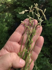 Carex foenea