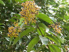 Miconia longifolia
