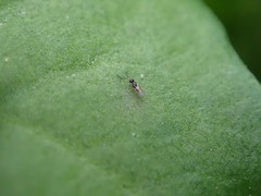 Ceraphronoidea