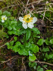Trollius laxus
