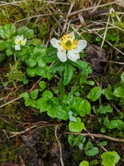 Trollius laxus