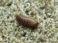 Polyxenida