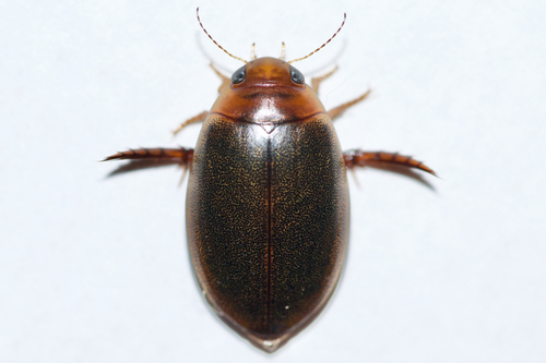 Graphoderus liberus (Say, 1825)