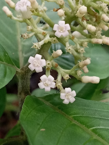Psychotria