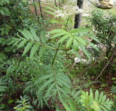 Sambucus adnata