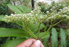 Sambucus adnata