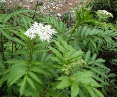 Sambucus adnata