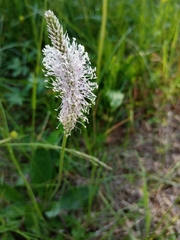 Plantago media