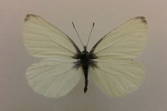 Pieris marginalis pallidissima
