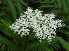Sambucus adnata