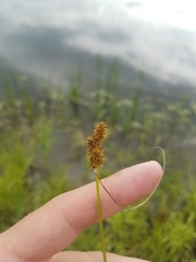Carex annectens