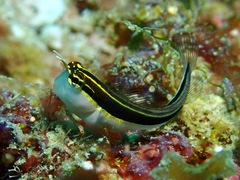 Ecsenius lineatus