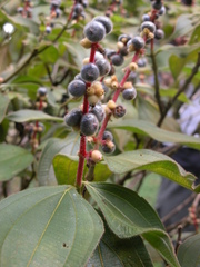 Miconia nervosa