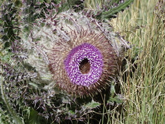Cirsium nivale