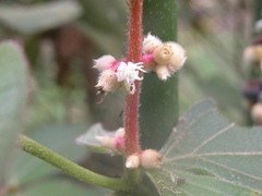 Miconia nervosa