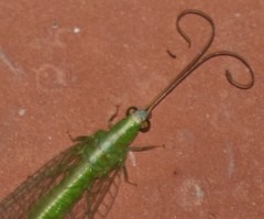 Chrysopodes collaris