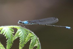 Oxyagrion ablutum