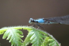 Oxyagrion ablutum