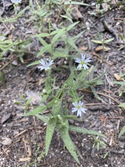 Pseudostellaria
