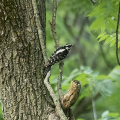 Dryobates villosus villosus