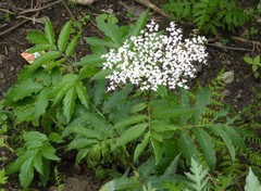 Sambucus adnata