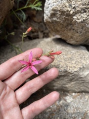 Ipomopsis aggregata bridgesii