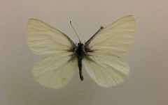 Pieris marginalis pallidissima