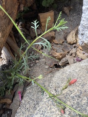 Ipomopsis aggregata bridgesii