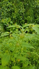 Physalis minima