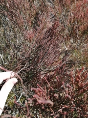 Allocasuarina muelleriana