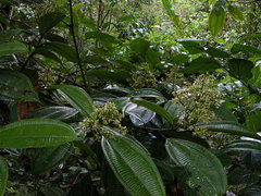 Miconia nutans
