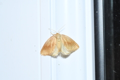 Tortricidia testacea